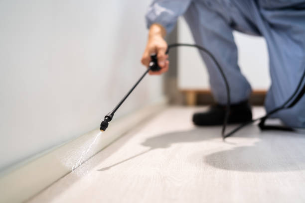 Licensed Wasp Removal service in St. Paul, VA - Show Me Pest Control