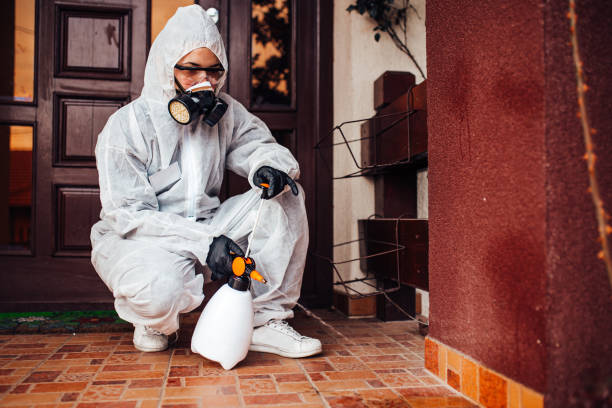 Reliable Wasp Removal contractor in St. Paul, VA by Show Me Pest Control